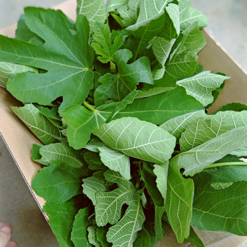 中药材 新鲜无花果叶子包邮 无农药现摘现发 新鲜无花果叶子药用