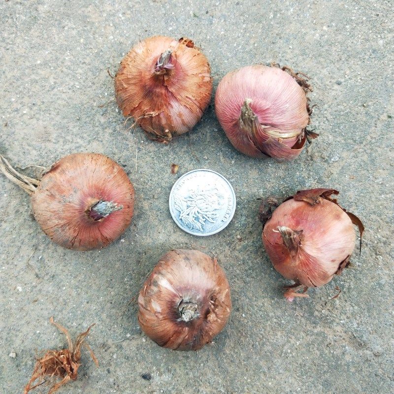 10球盆栽进口剑兰球根剑兰种球种子唐菖蒲四季庭院当年开花