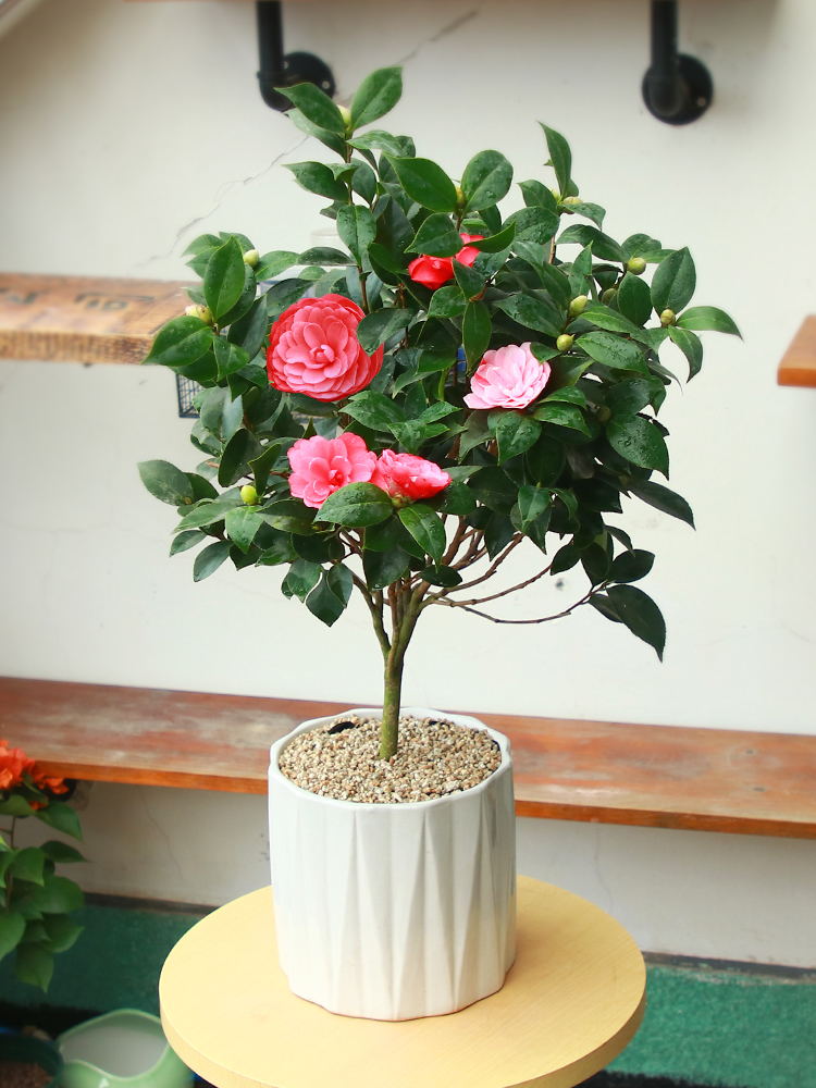 四季香妃山茶花树苗盆栽浓香型带花苞客厅室内花五色赤丹花卉植物