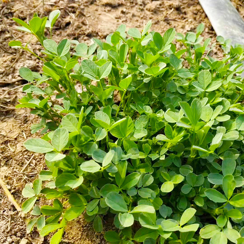 苜蓿新鲜当季食用产地直销现摘现发露天头茬叶菜类