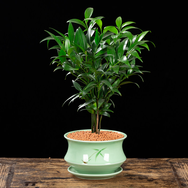 竹柏盆栽室内客厅驱蚊好养花卉四季常青富贵竹办公室净化空气绿植
