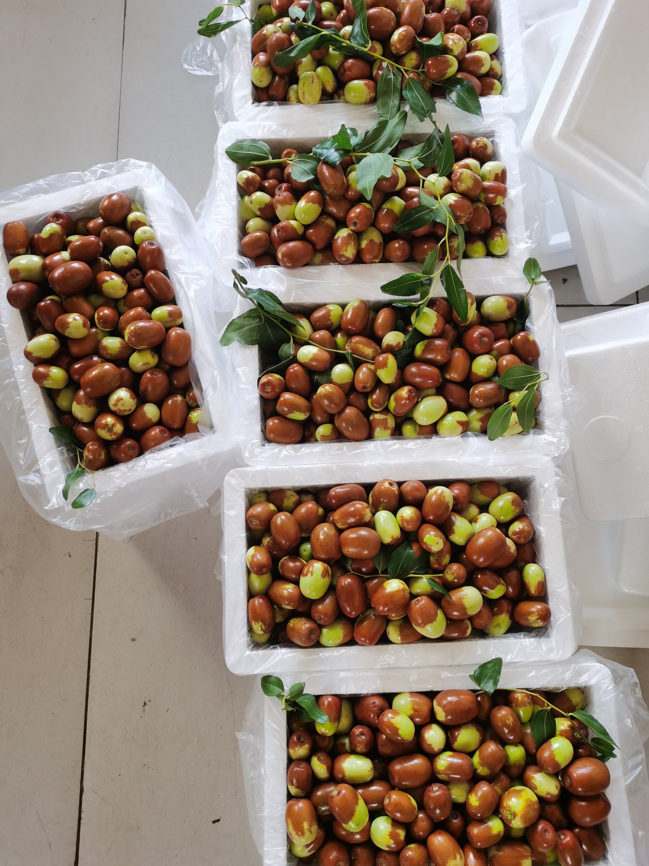 大枣新鲜辽宁朝阳孙家甜酸酸枣鲜枣平顶脆枣枣