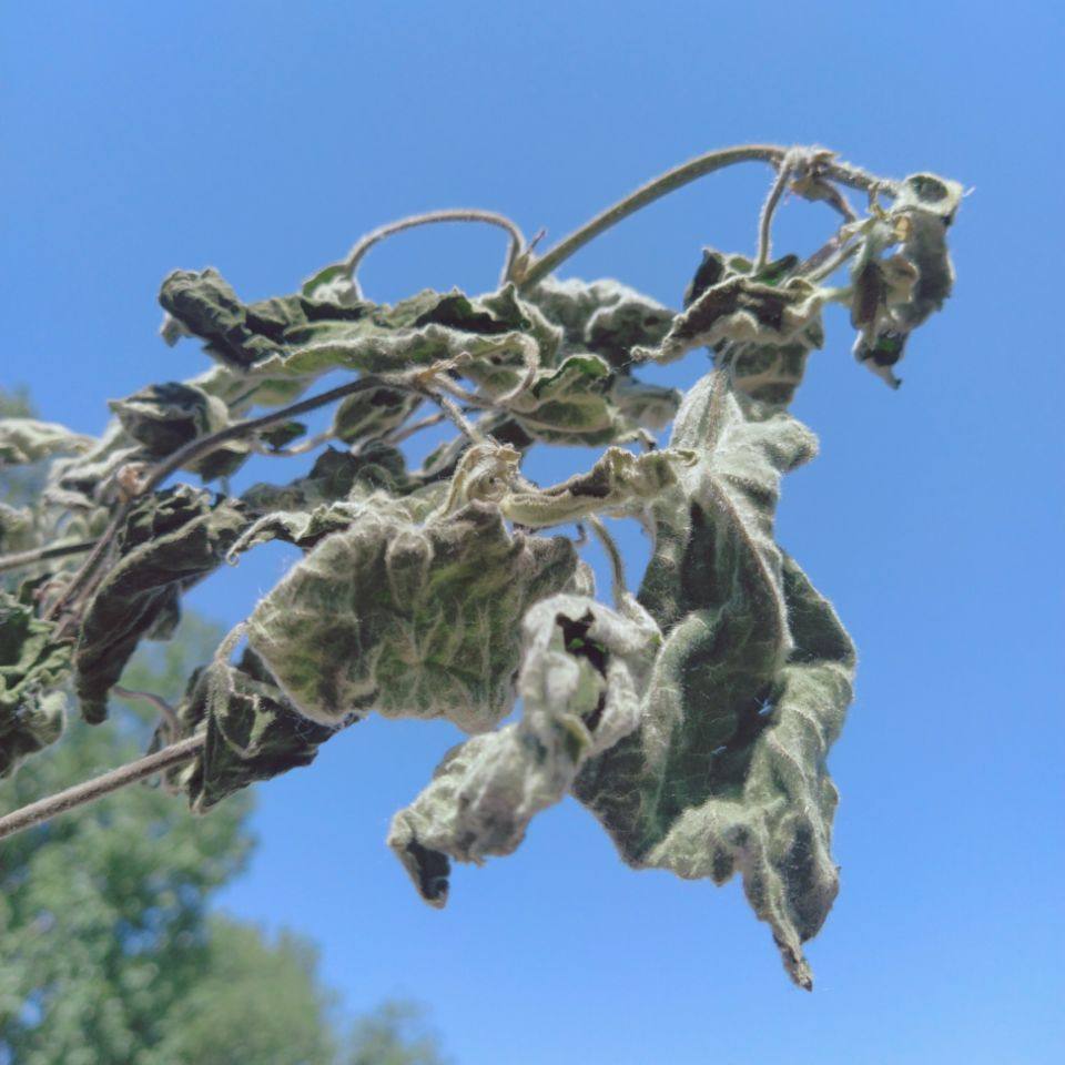 树叶野生新鲜楮桃叶干品褚楮褚桃叶中药材500g2斤其他药食同源食品