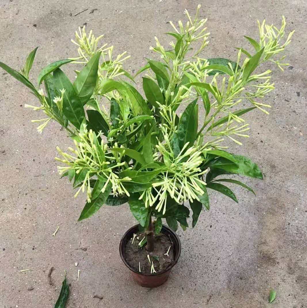 植物夜来夜来香香花香花树树苗盆栽四季好养易活时令草本花卉