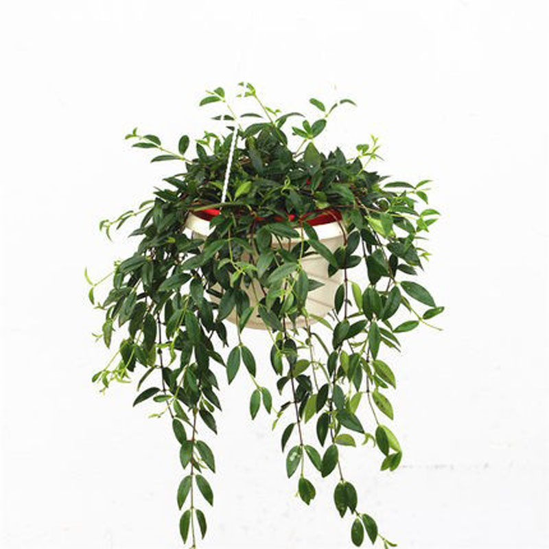 植物柳叶吊兰盆栽玉唇爬藤好养四季常青客厅绿植