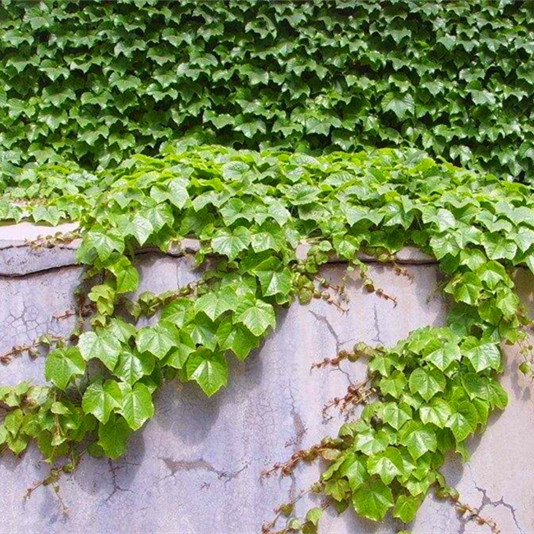 爬山虎种子爬墙中草药植物地锦园林庭院别墅绿化家庭园艺种子