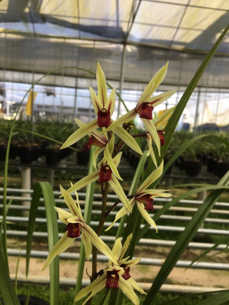 花苗兰花烈焰焰红唇初恋名贵寒兰杂交室内外盆栽时令草本花卉