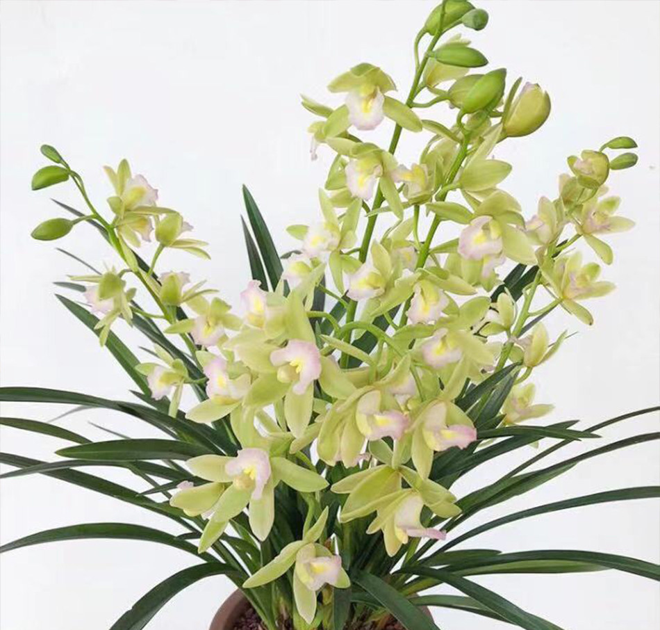 兰花香兰草堂香型花苗盆栽室内花卉花卉