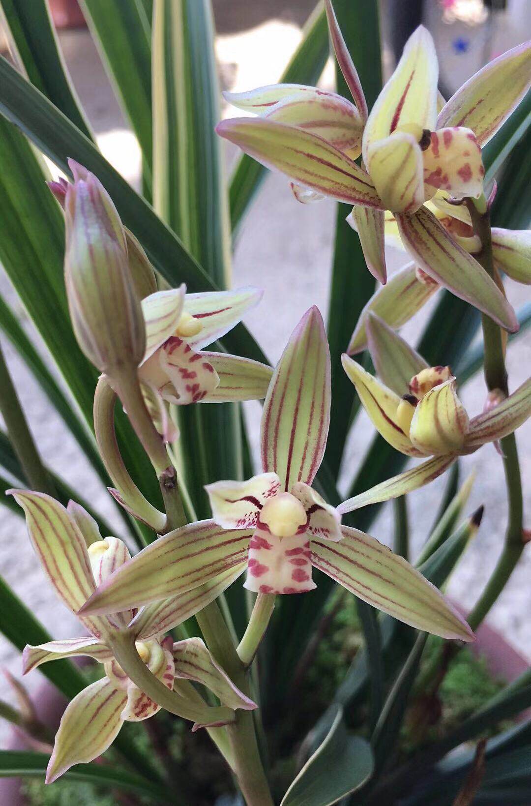 兰花室内花卉彩虹黄金香型艺浓边线草堂金边线时令草本花卉