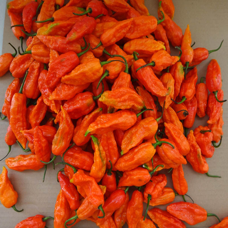 辣椒顺丰包邮2020云南涮涮500g新鲜魔鬼印度辣椒类调料