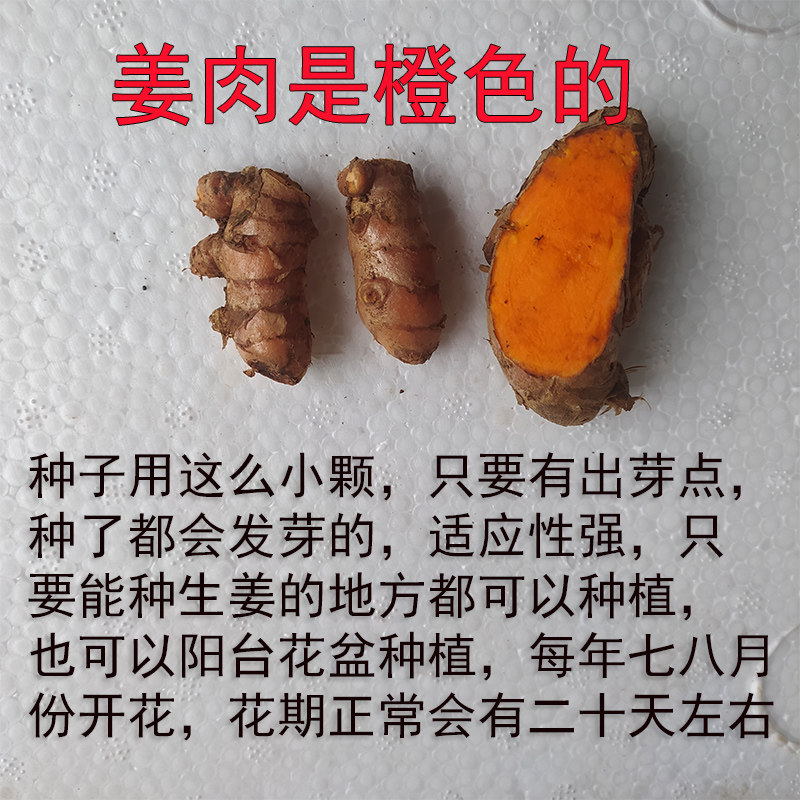 广西小黄黄姜野生姜黄种子生姜染色黄色糯米生姜