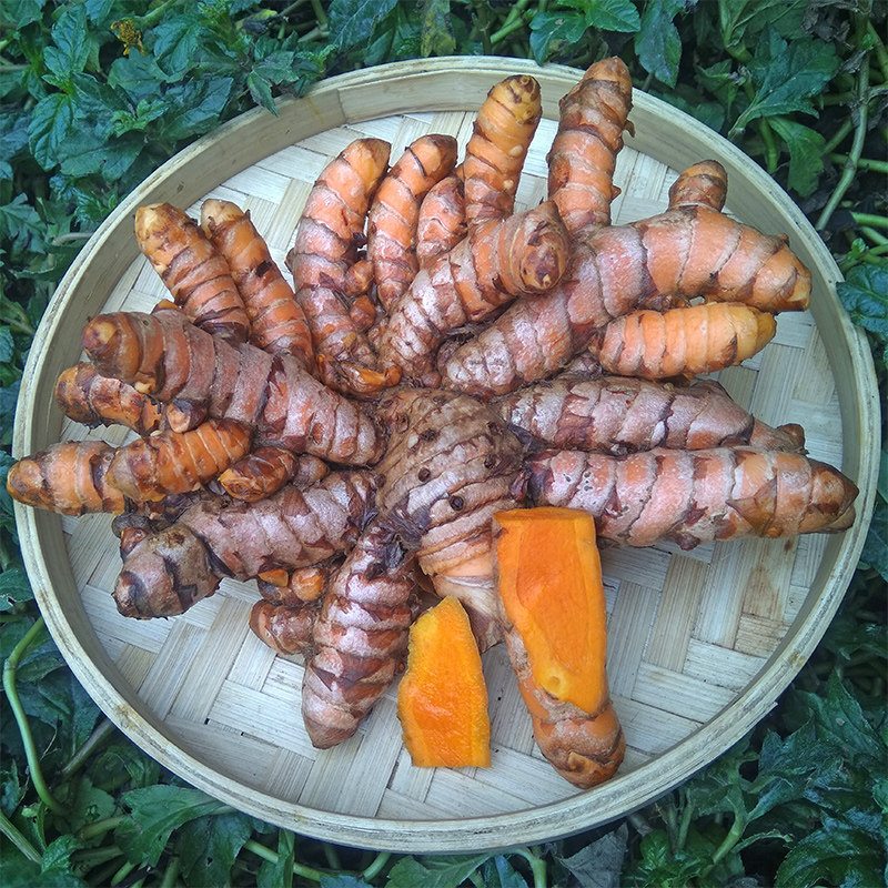 广西野生小黄黄姜新鲜姜黄产妇月子宝宝洗澡生姜