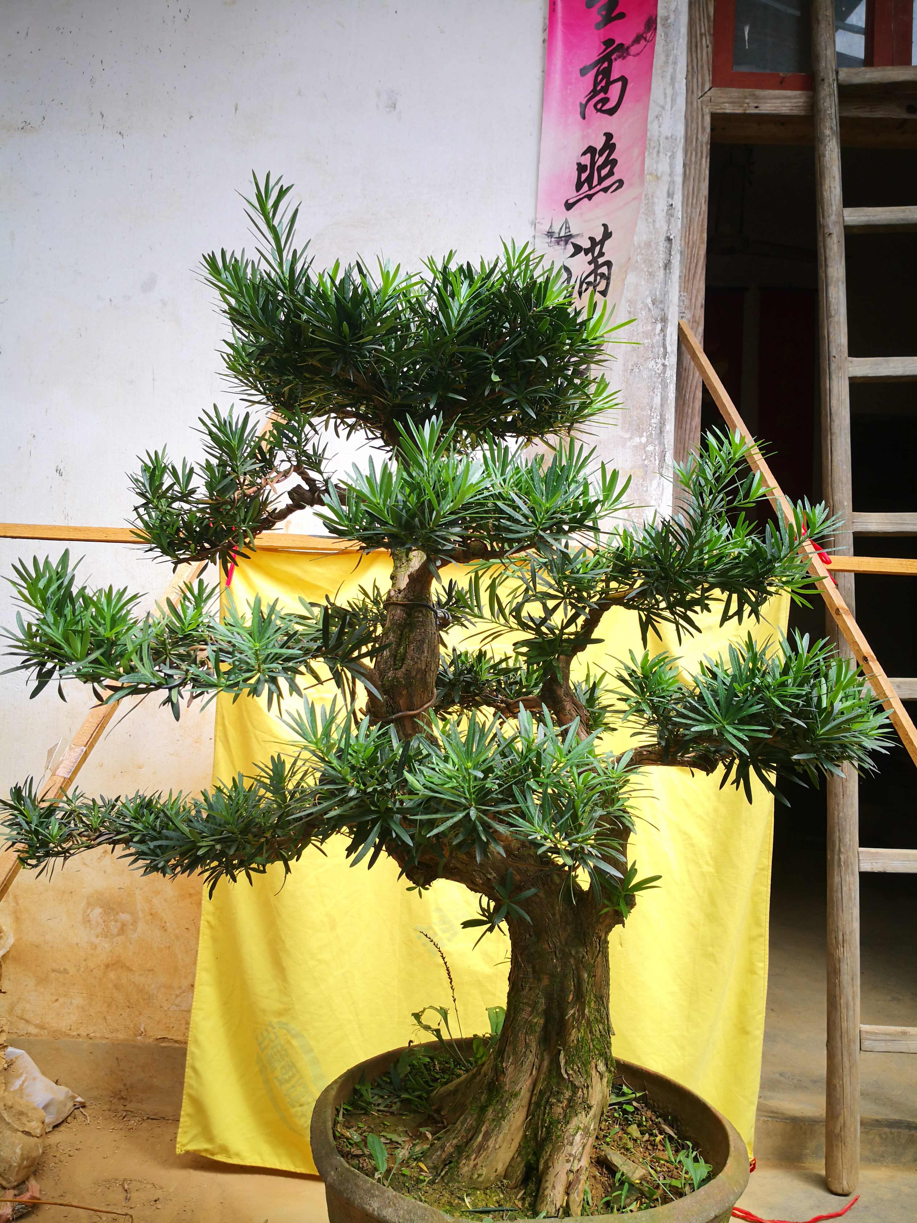 卖花庭院常青树常青景观阳台楼顶盆栽绿植中大型绿植