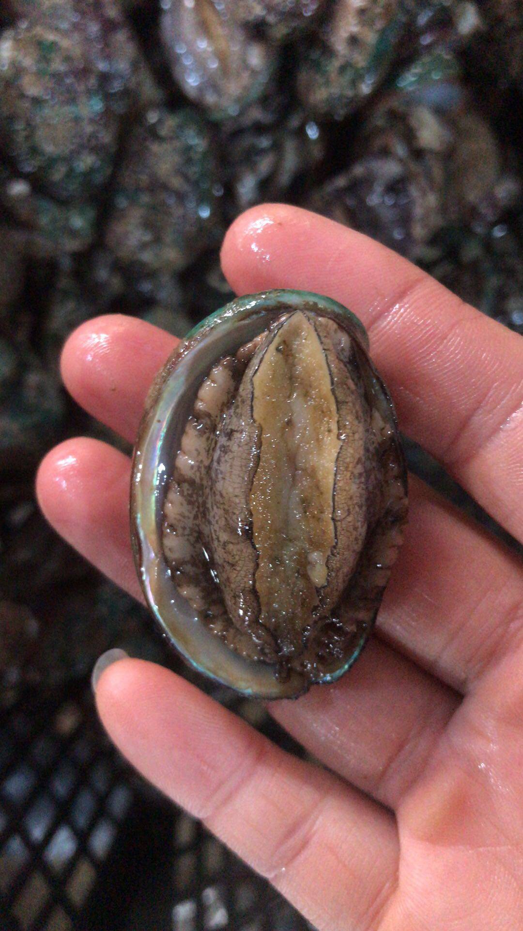 鲍鱼吃货海鲜活野生深海198元70只顺丰包邮鲍鱼