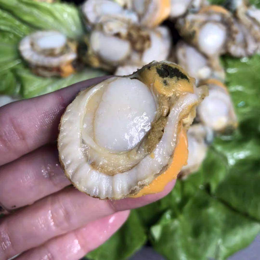 现剥新鲜大号扇贝贝类海鲜瑶柱鲜冻无冰78元扇贝