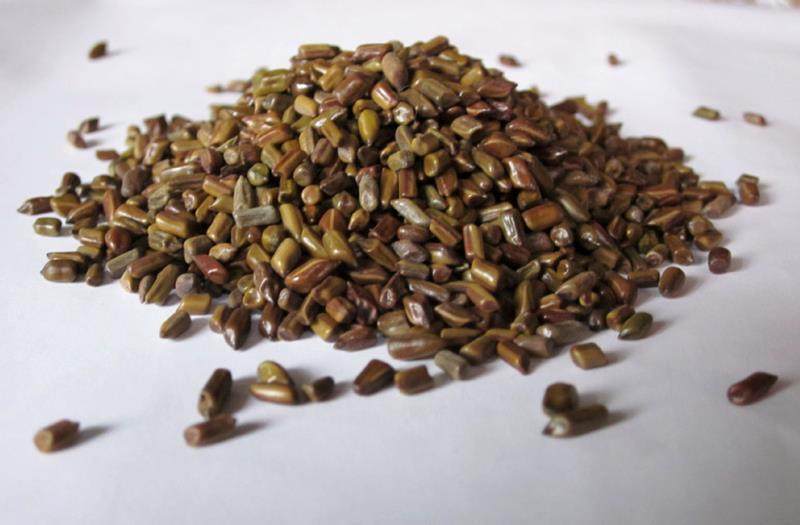 明子包邮草决1000克泡茶食用2斤生熟可选可泡决明子