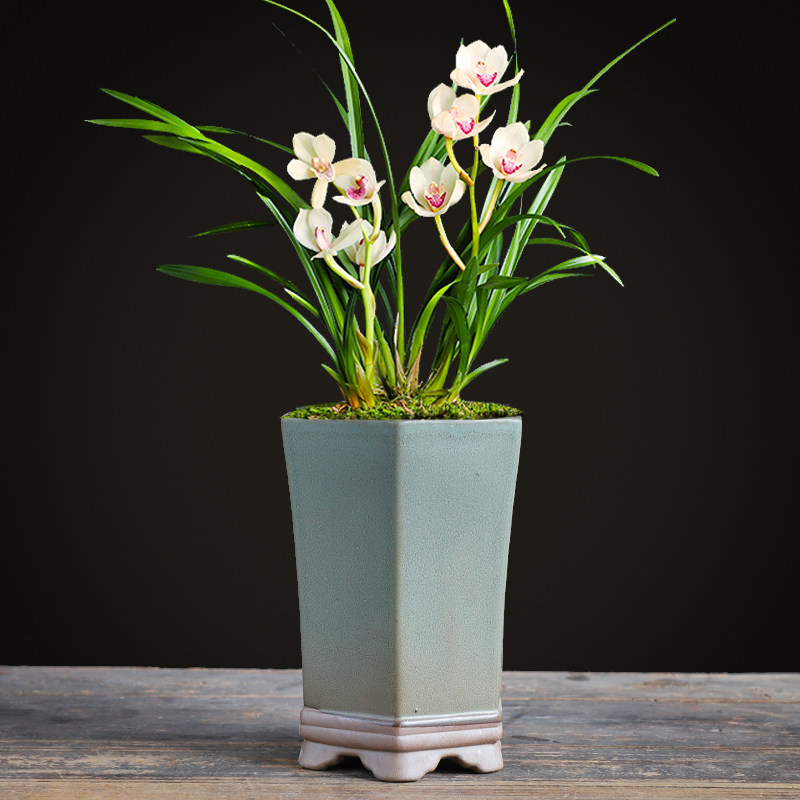 吊兰兰花兰花花花盆清仓陶瓷紫砂兰草君子兰专用花盆