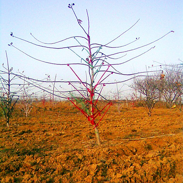 果树拉枝专用樱桃树苹果树布条神器马扎编织绳扁绳子
