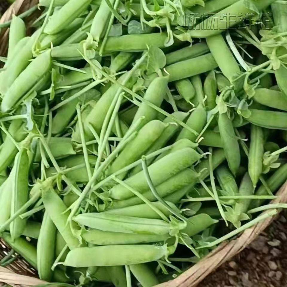 甜豆云南新鲜带壳豌豆荚青豆豆角农家蔬菜水果豆荚新鲜豆类