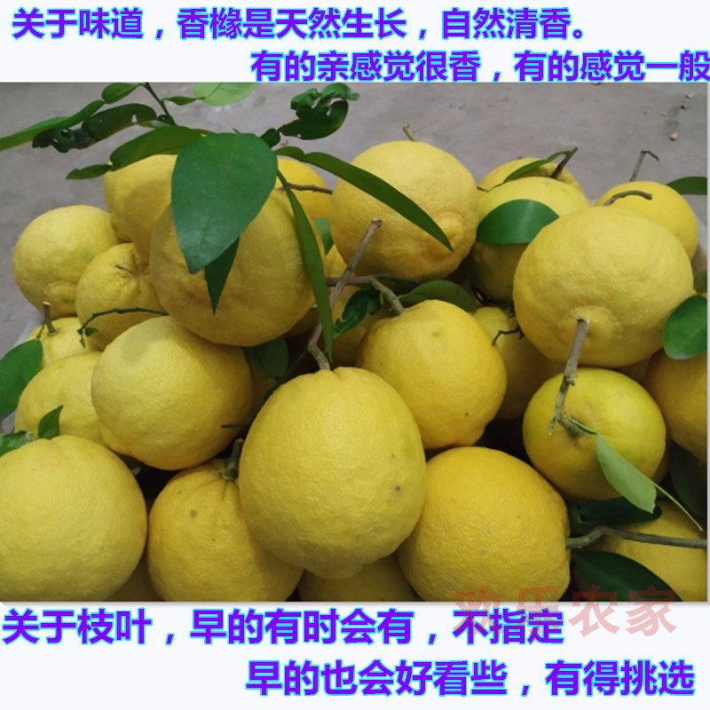 香橼新鲜原种香圆香园香泡枸橼清供果非佛手佛手果