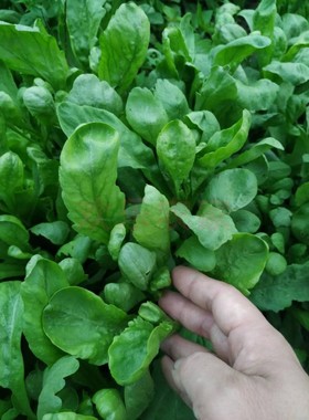 19淘宝店湖北 宜昌去看看乡村娃娃时令新鲜茼蒿大叶同蒿蓬蒿蒿菜菊花