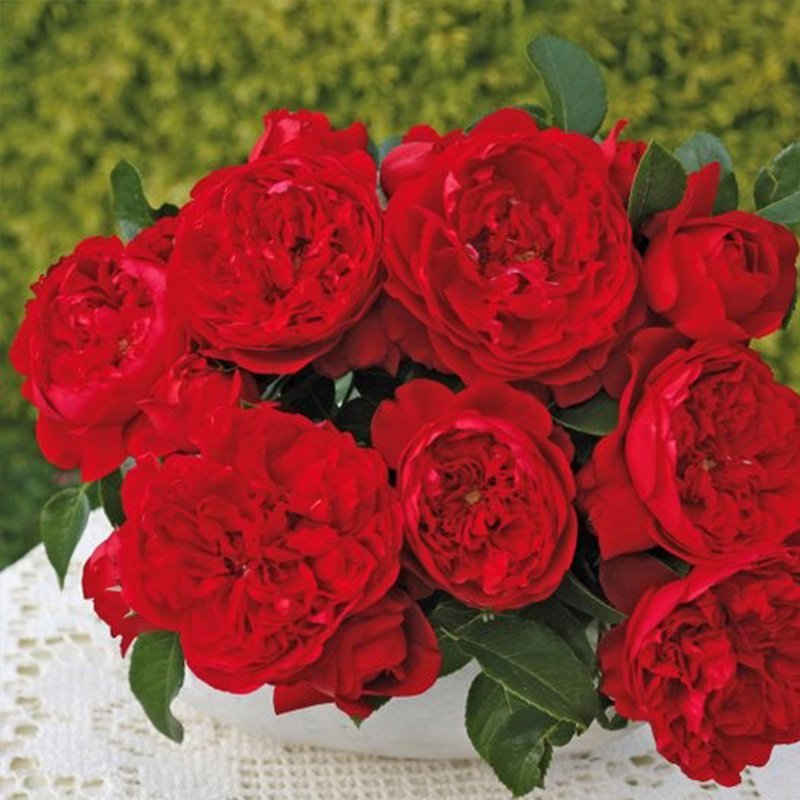 佛罗伦蒂娜佛罗伦萨月季月季花花苗红色藤本爬藤老桩花卉