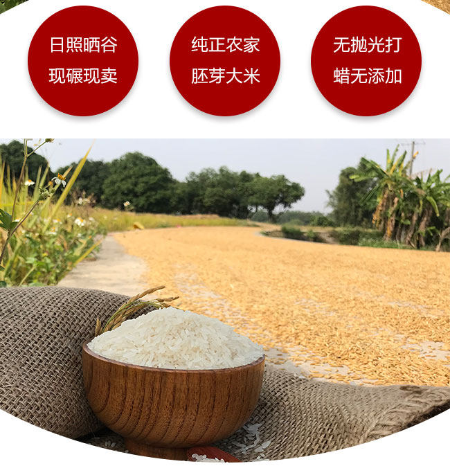 2021年新米广西东津细米香米农家抛光晚稻胚芽大米