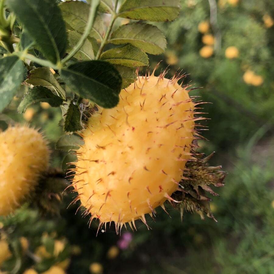 刺梨贵州特产新鲜水果罐头罐装冰糖休闲罐头整箱其它干货