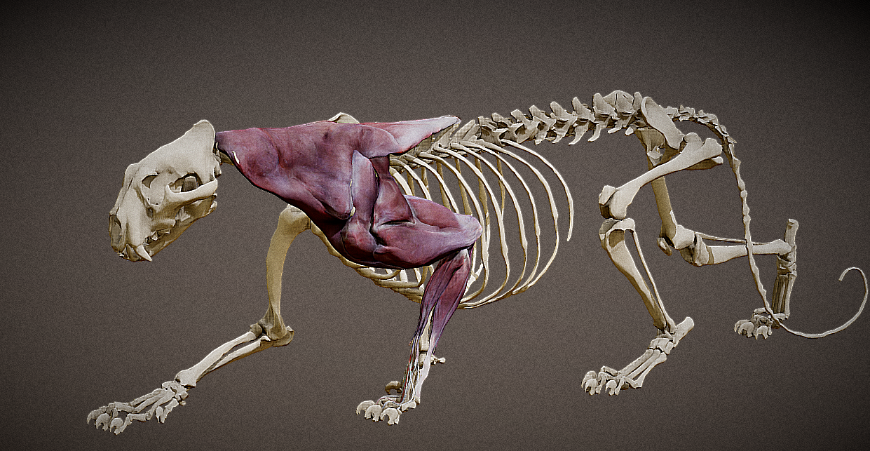白模苏门答腊肌肉骨骼剖图老虎骨架模型文件3d设计素材