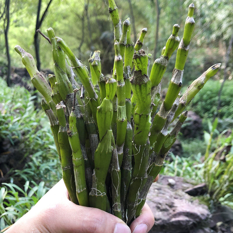 鲜条贵州赤水金钗石斛新鲜现剪四年年老条吊石斛