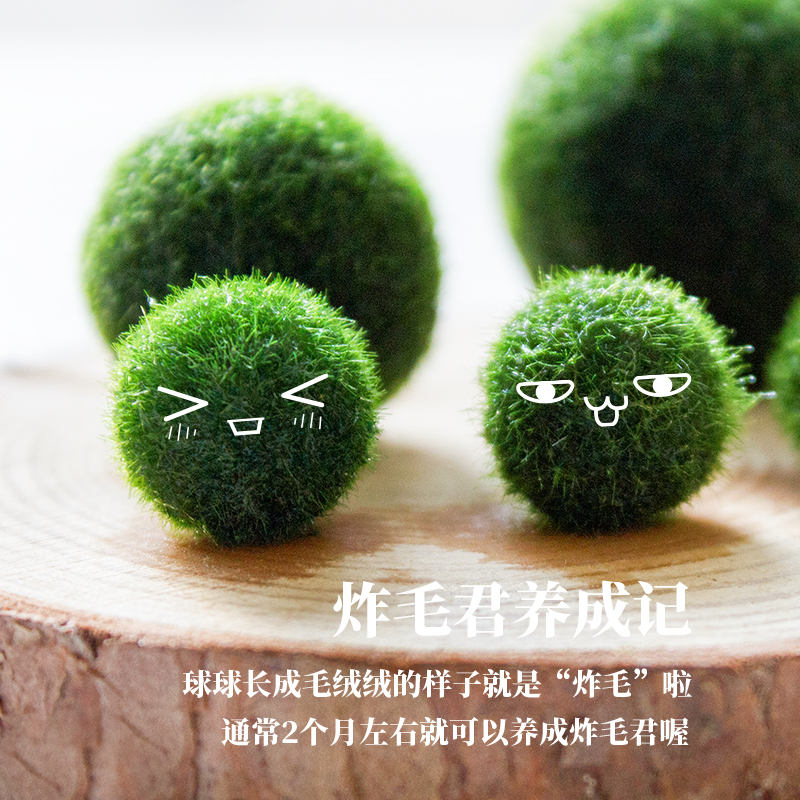 marimo马里莫「幸福球藻」海藻球特别好养炸毛君迷你水培绿色植物