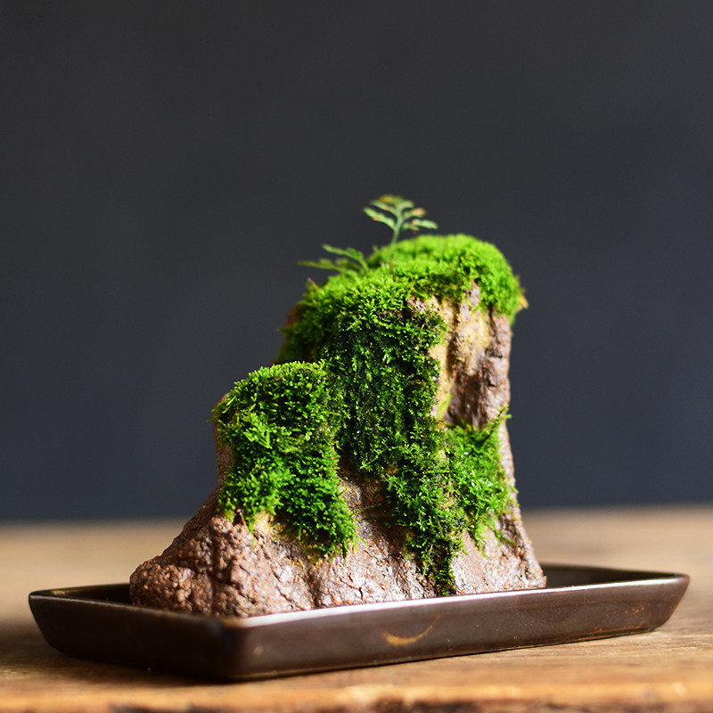 苔藓盆栽假山吸水石盆景水培青苔造景办公室桌面净化空气花盆摆件