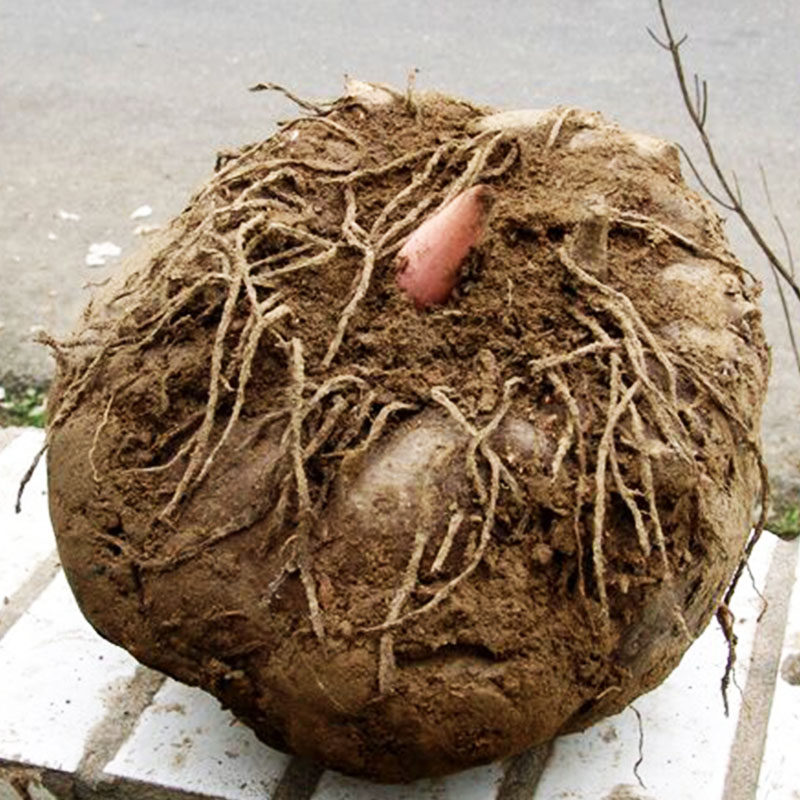 魔芋新鲜云南生魔芋头5斤商品品大豆腐原料芋头