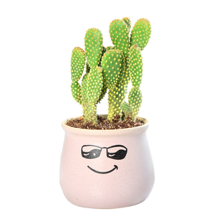 多肉植物仙人掌类开花仙人球超萌小盆栽电脑办公室桌面花卉绿植