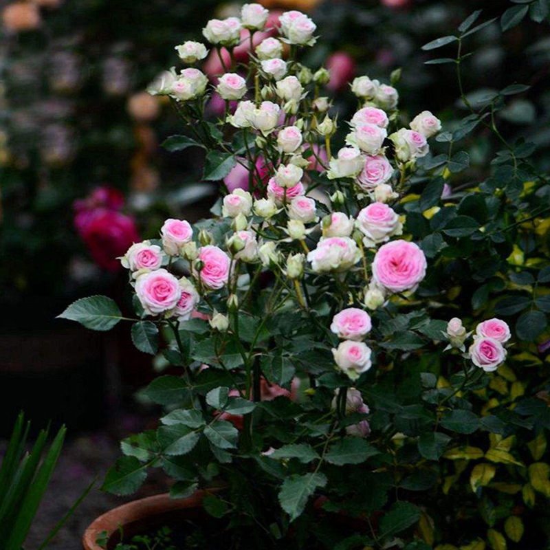 月季欧洲灌木伊甸园灌小伊月月季花微型勤花经典花卉