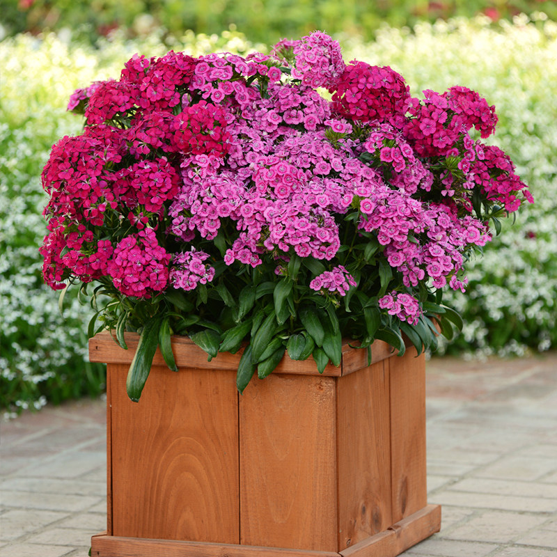 盆栽石竹霹雳虹越160春季花园耐热草本多花花卉