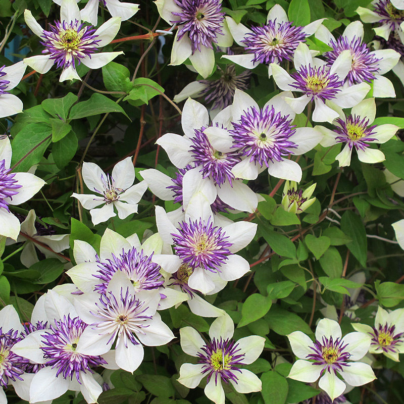 虹越铁线莲盆栽胭脂夏日风铃妙福铃铛耐热花园时令草本花卉