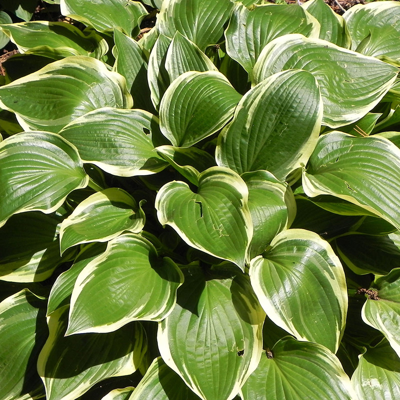 玉簪花苗 蓝耳蓝天使等 虹越1加仑盆栽苗 多年生耐阴宿根观叶植物