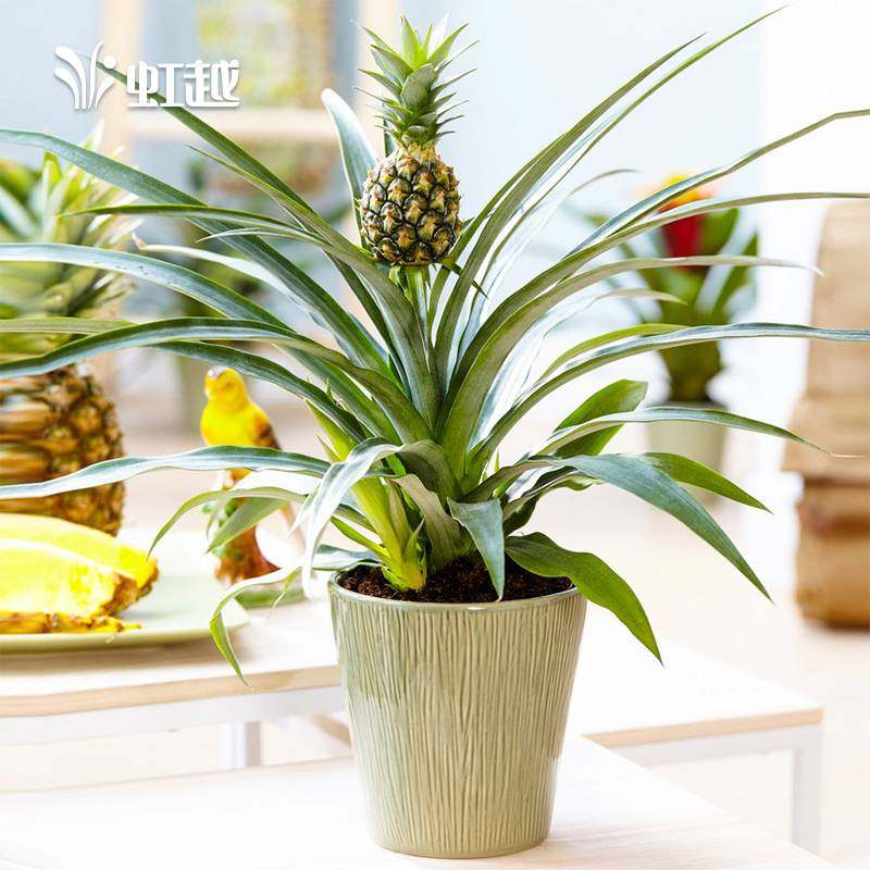 菠萝盆栽虹越趣味水果绿植热带阳台客厅室内果树