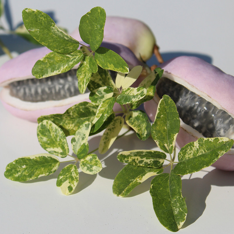 八月瓜果苗九月炸虹越盆栽苗爬藤观叶观花果实可食用藤本木通苗