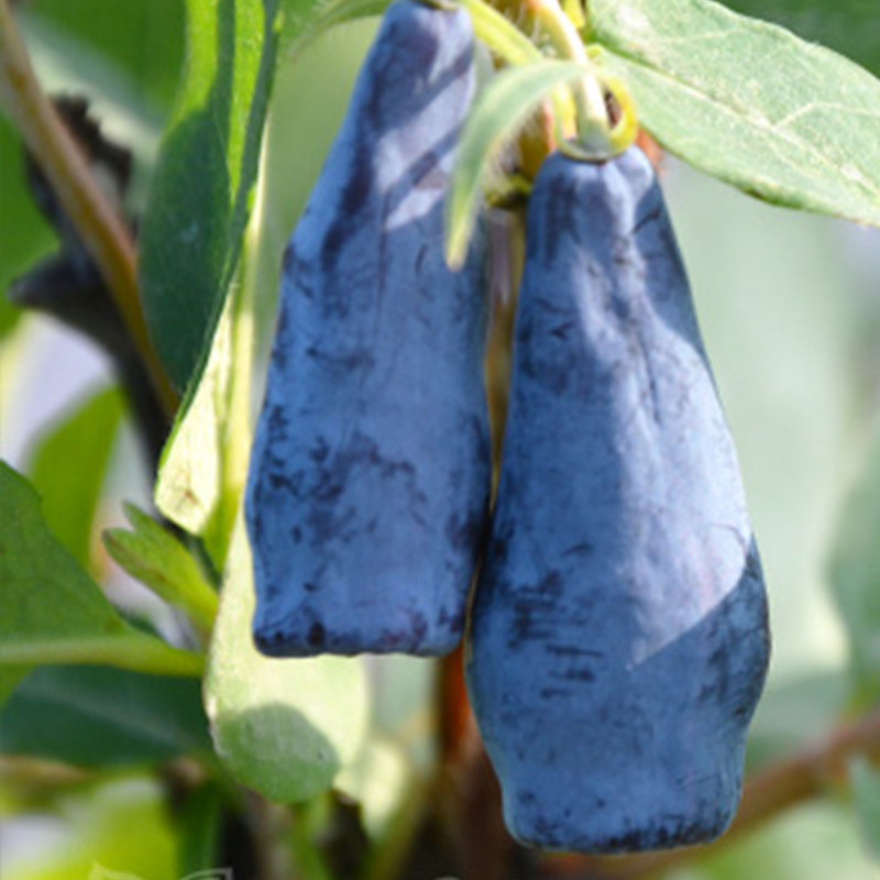 虹越果树 蓝靛果p9盆栽苗 庭院阳台种植果树 美味蓝色小浆果