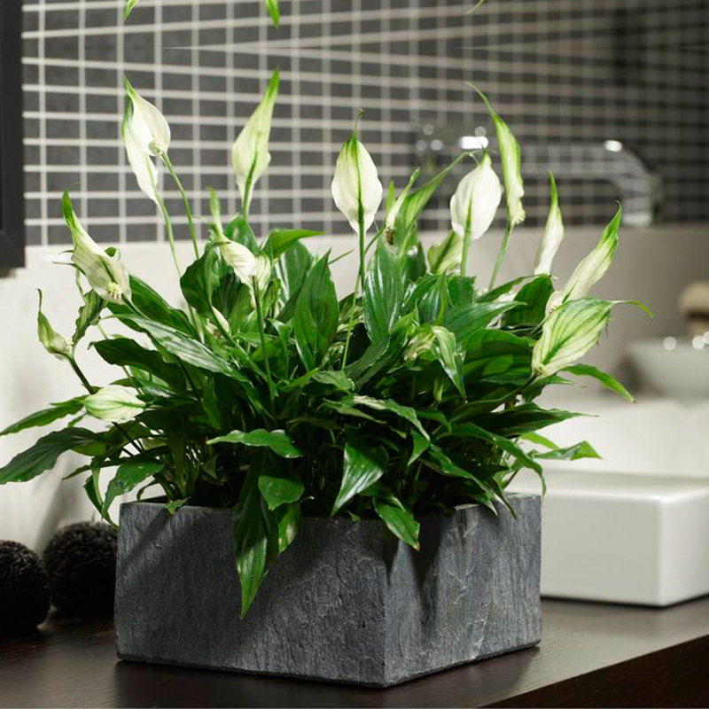 盆栽虹越美酒白掌100多年生植物居家室内观叶盆栽绿植