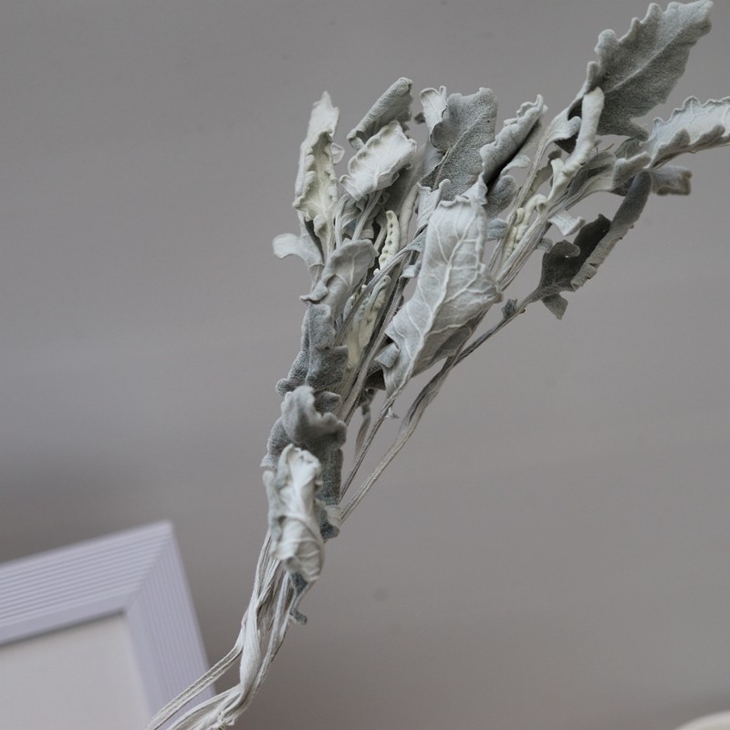 银叶叶菊天然真花干花花搭配用白色银色叶子干花