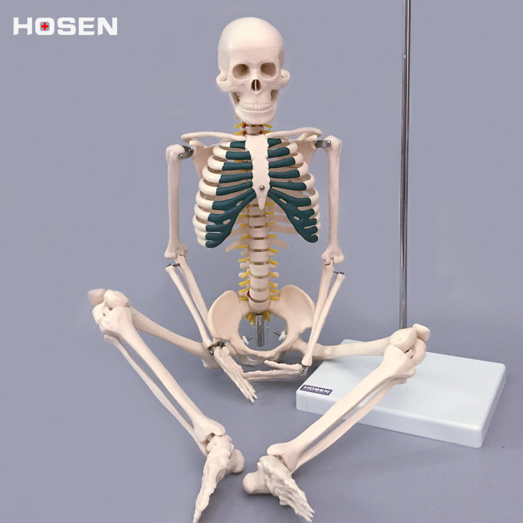 人体全身骨骼模型180cm大骨架骷髅骨头架子结构脊柱关节血管神经