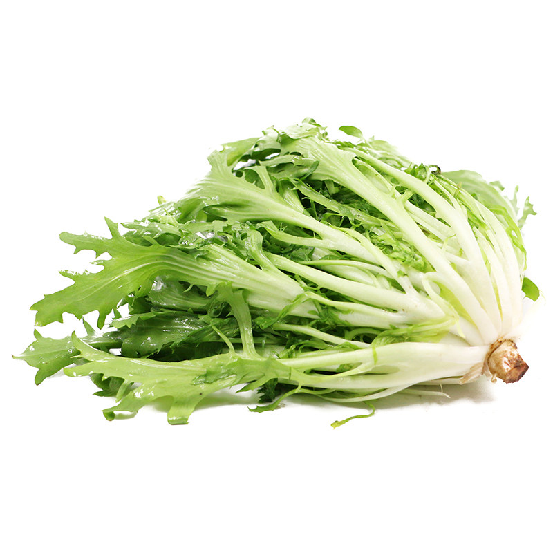 有机苦苣新鲜蔬菜配送苦菊榨汁食疗健身沙拉叶菜类