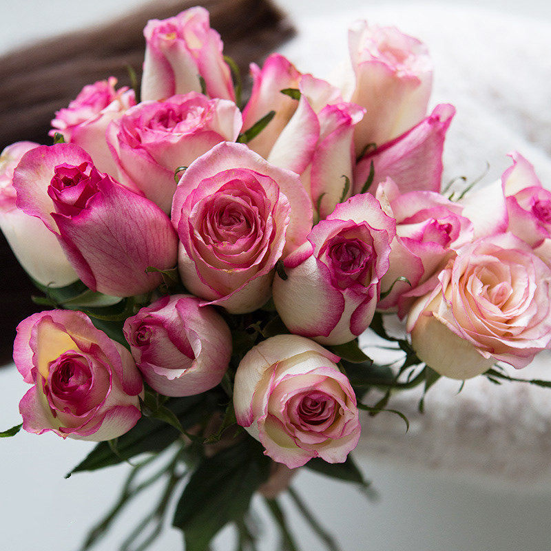 观花盆栽花卉庭院阳台灌木月季梦露花月边切时令草本花卉