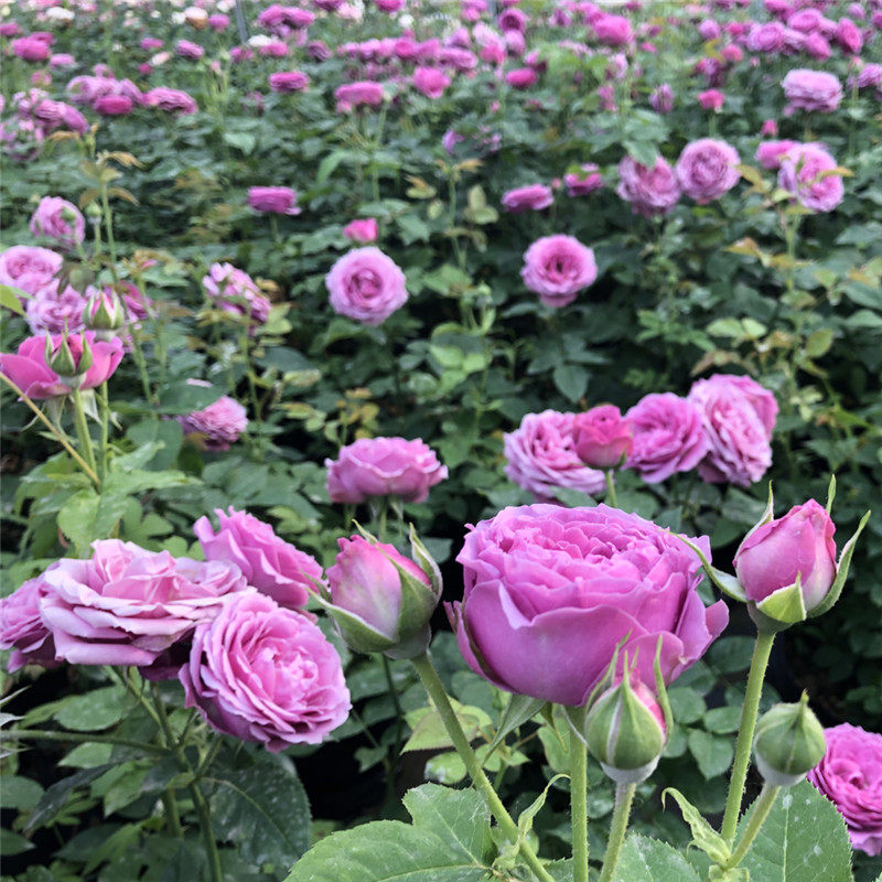 紫雾泡泡庭院阳台台丰灌木多头月季月季花花苗时令草本花卉