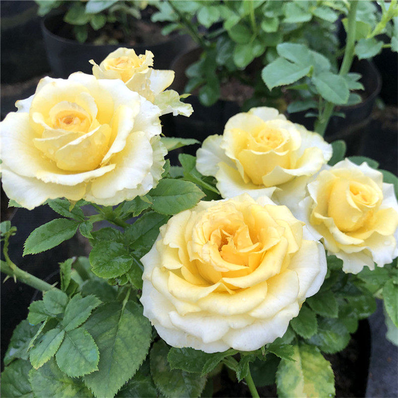 贝壳大花月季扦插苗切花亮黄色波浪边多季开时令草本花卉