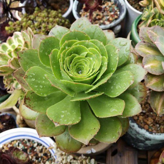 艳姿燕姿法师莲花掌属多肉植物多头群生老桩多肉植物