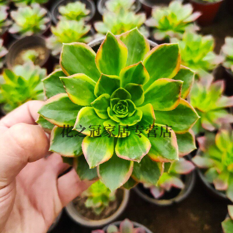 多肉植物稀有万圣节黄锦单头手高端法师多肉植物